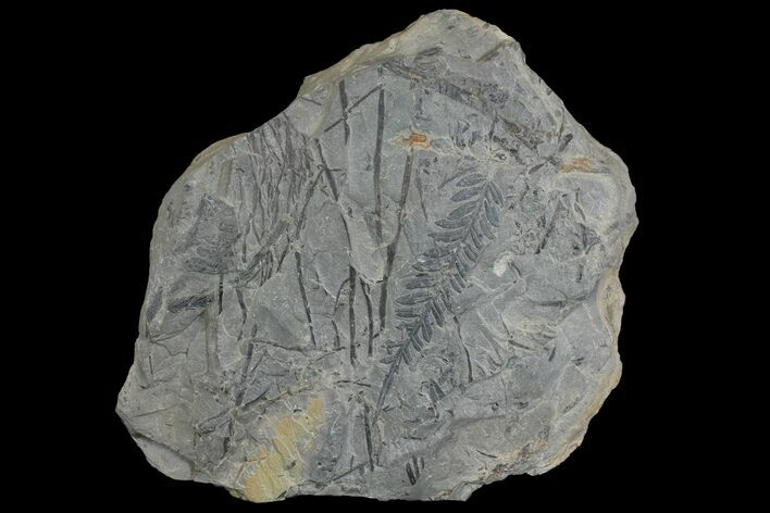 Fossil Flora (Alethopteris & Lepidodendron) Plate - Kentucky #142437
